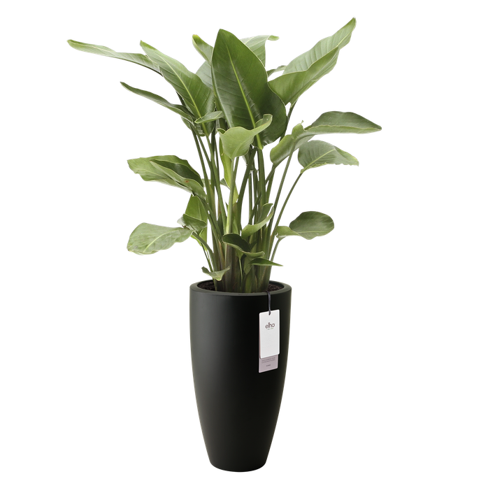 june round high 40cm black